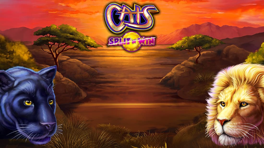 Cats Split N Win